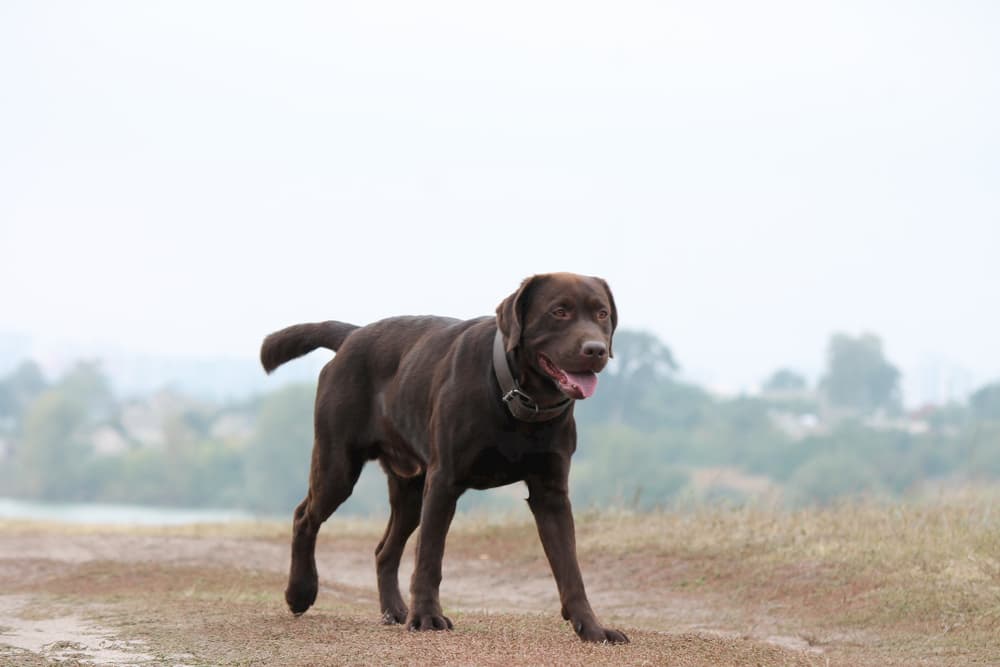 Why Is My Dog Limping? Why Is My Dog Limping?