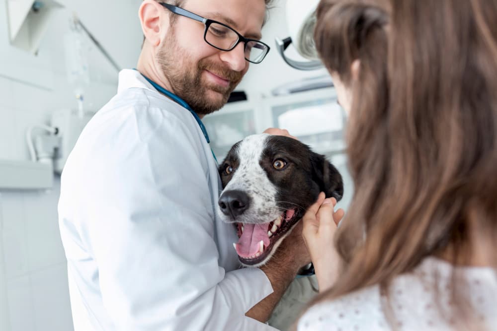 5 Ways to Help Identify Early Canine Osteoarthritis 5 Ways to Help Identify Early Canine Osteoarthritis