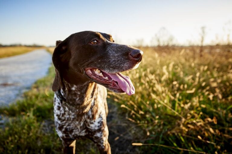 hond in een wei