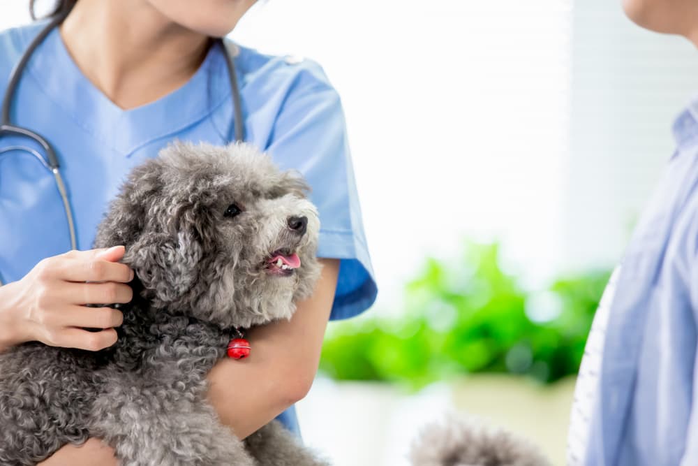 5 Barriers to Proper Pain Relief for Dogs 5 Barriers to Proper Pain Relief for Dogs