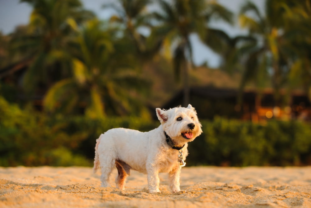 36 Hawaiian Dog Names Inspired By Island Life 36 Hawaiian Dog Names Inspired By Island Life