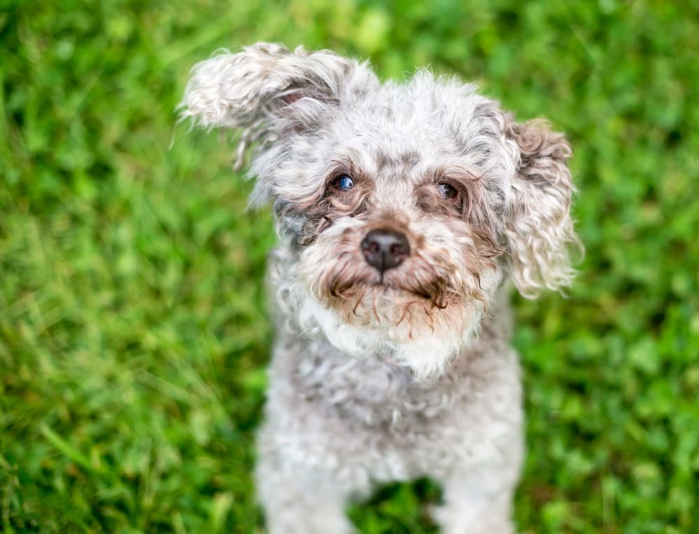9 Best Dog Tear Stain Removers 9 Best Dog Tear Stain Removers