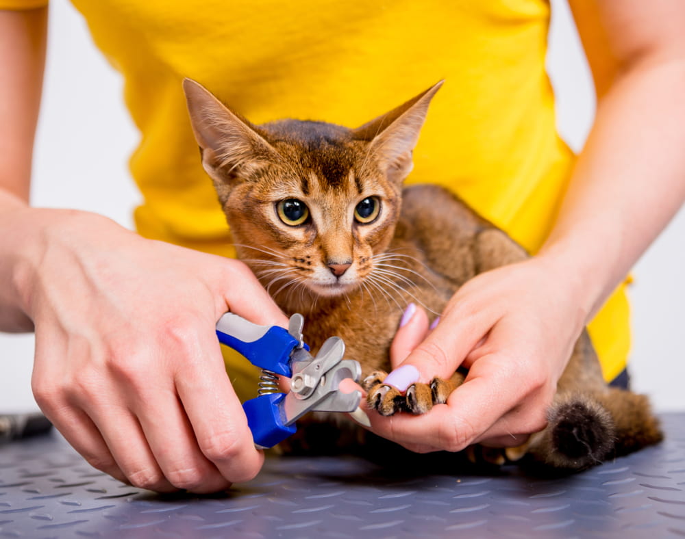 Woman cutting Abyssinian cat's nails