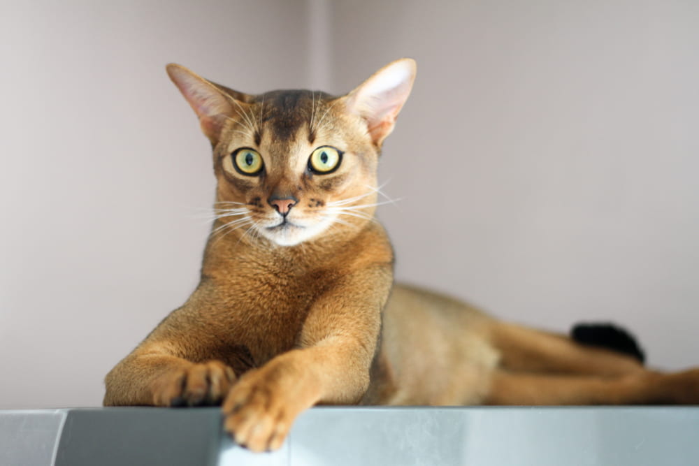 Abyssinian Cat Great Pet Care