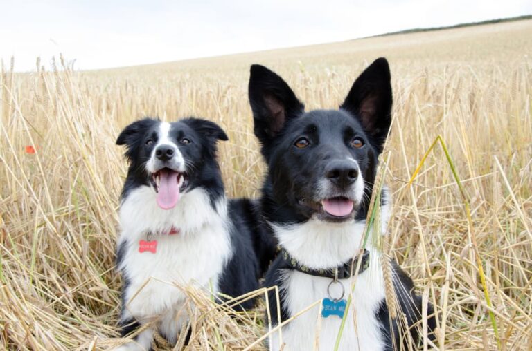 Dogs with ID tags