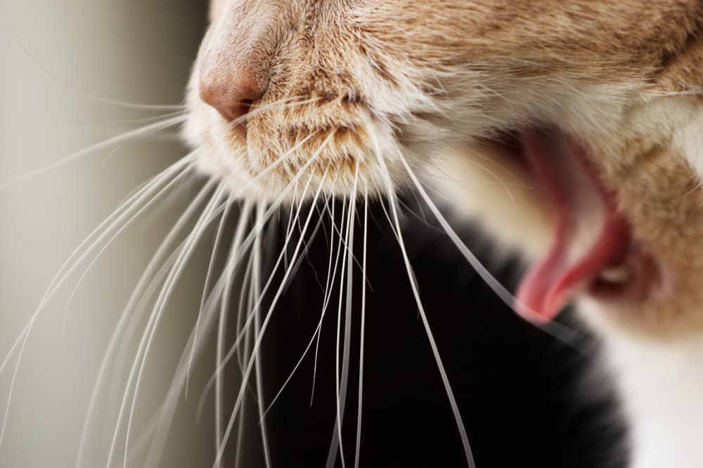 Cat Vomiting 7 Causes And How To Help Great Pet Care