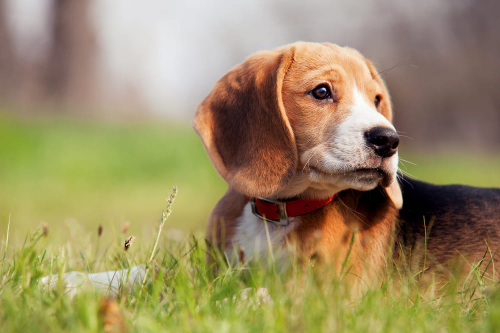 Beagle puppy in grass