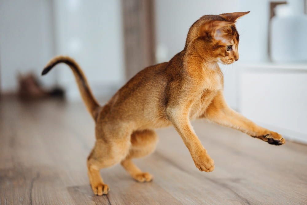 Playful Abyssinian kitten