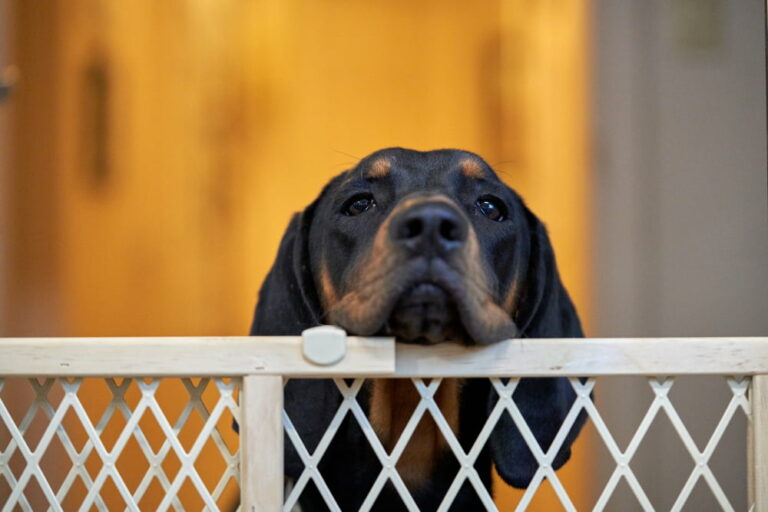 22 Best Dog Gate Options For Every Need Great Pet Care