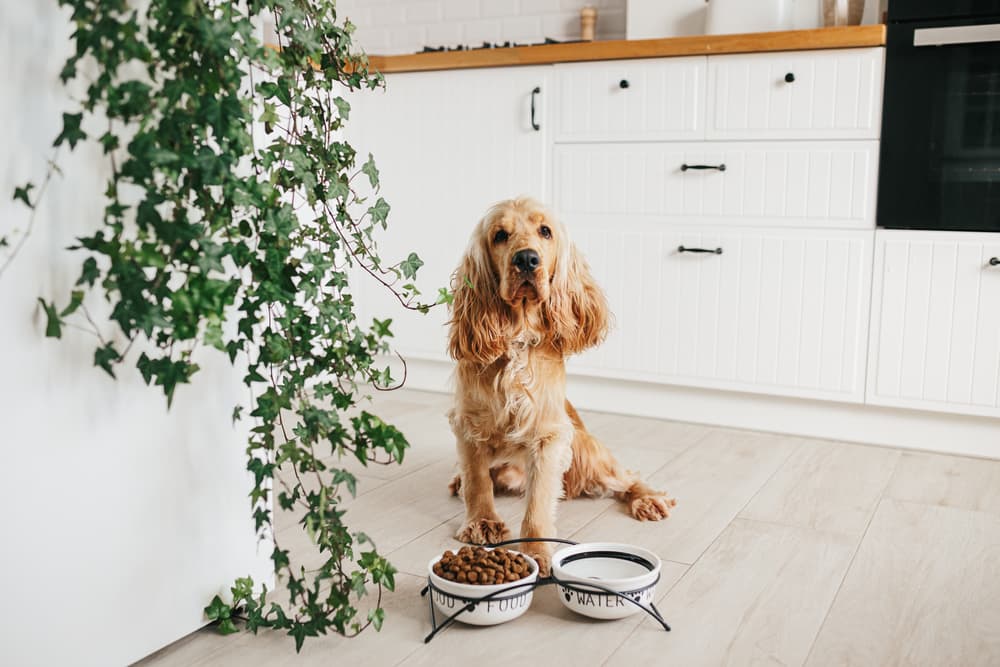 Oils for Dogs: 4 Options for Canine Wellness Oils for Dogs: 4 Options for Canine Wellness