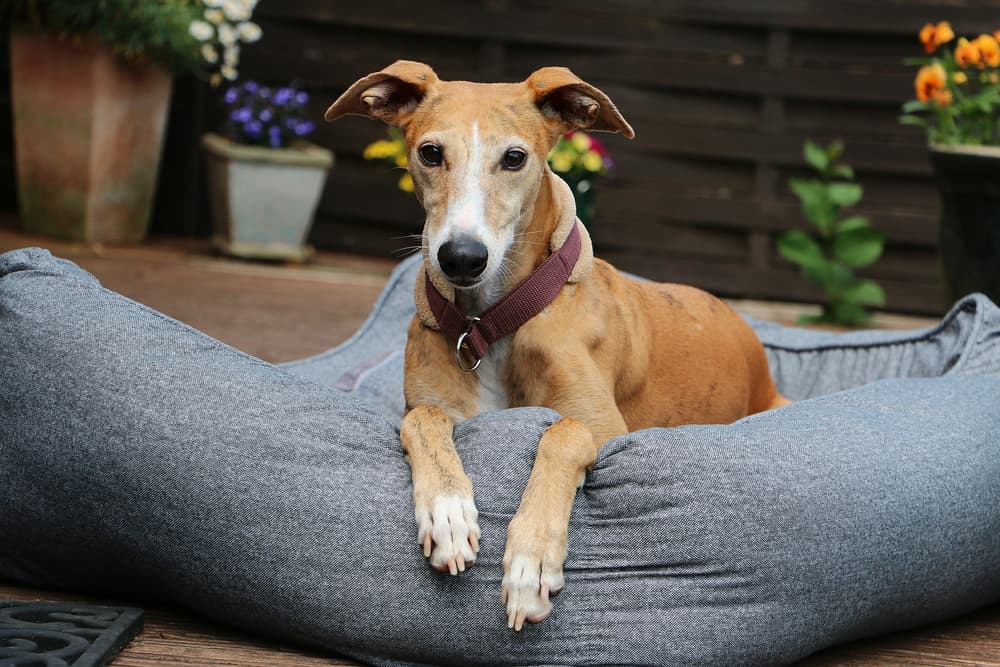 Best Bolster Dog Beds for Extra Comfort Best Bolster Dog Beds for Extra Comfort