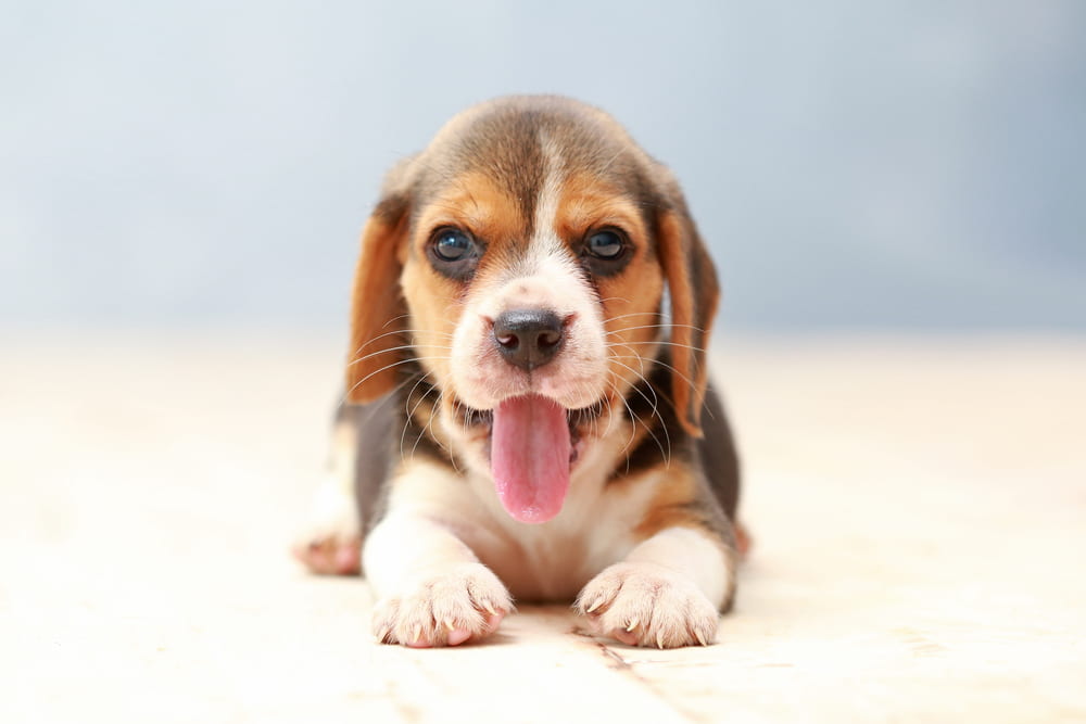 Beagle Beagle