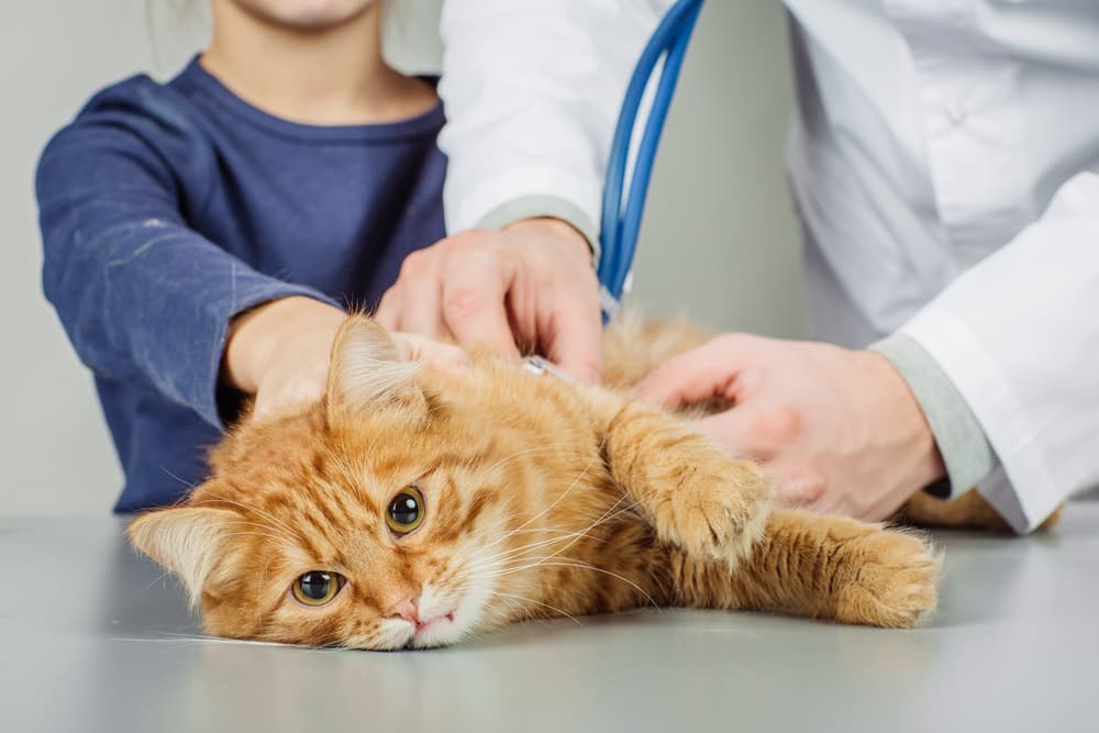 Orange cat at veterinarian