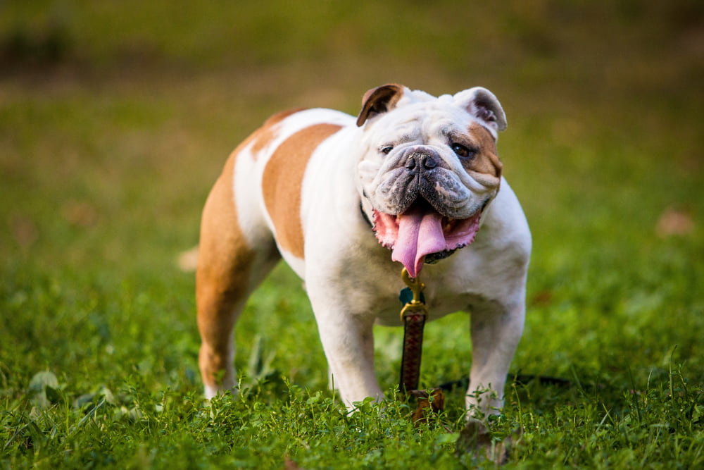 Bulldog Bulldog