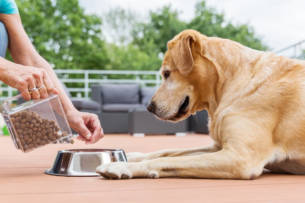 Dog Food Container Picks: 9 for Perfect Storage Dog Food Container Picks: 9 for Perfect Storage