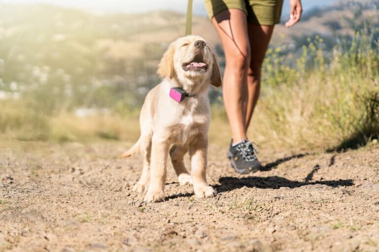 Whistle dog gps tracker