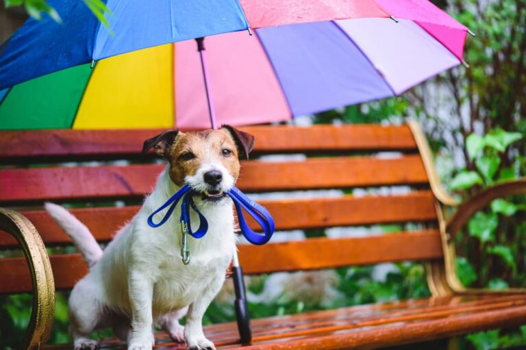 Dog with umbrella on bench