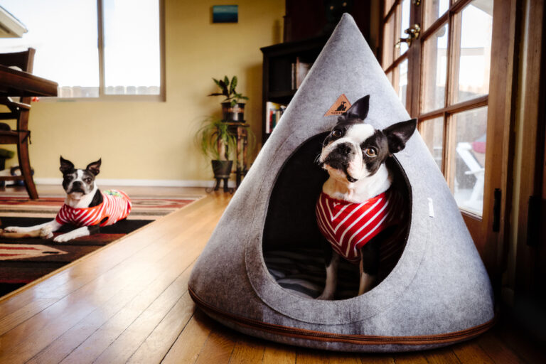 Dog in teepee bed