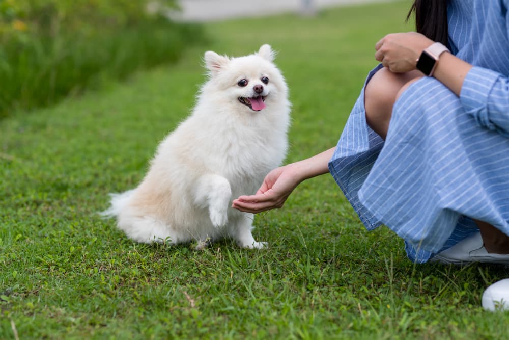 9 Best Calming Treats for Dogs in 2021 9 Best Calming Treats for Dogs in 2021