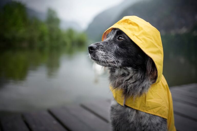 Dog in a raincoat