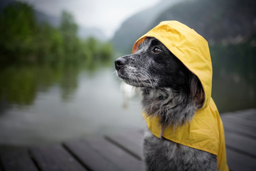 9 Dog Raincoat Picks for Wet Weather 9 Dog Raincoat Picks for Wet Weather