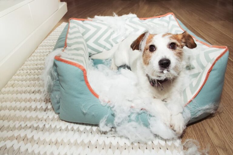 Dog chewing through bed