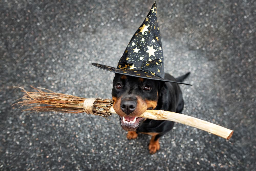 35 Harry Potter Dog Names for Your Magical Mutt 35 Harry Potter Dog Names for Your Magical Mutt