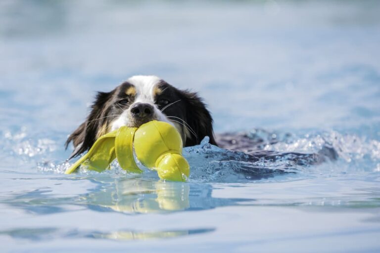dog playing with water toy
