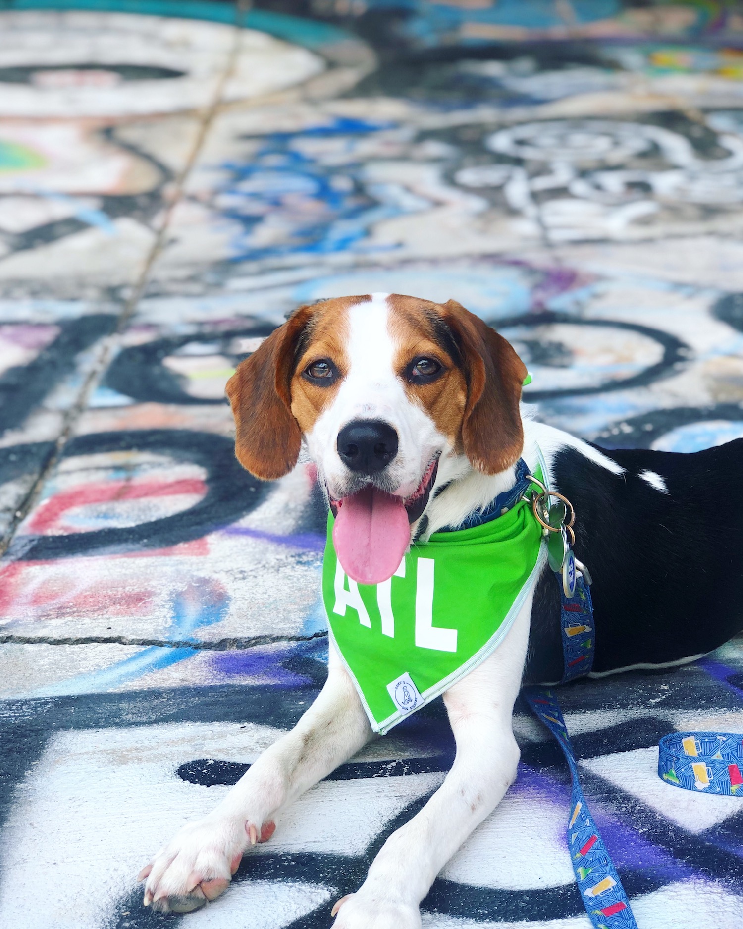 The same beagle pictured above wearing an ATL bandana.