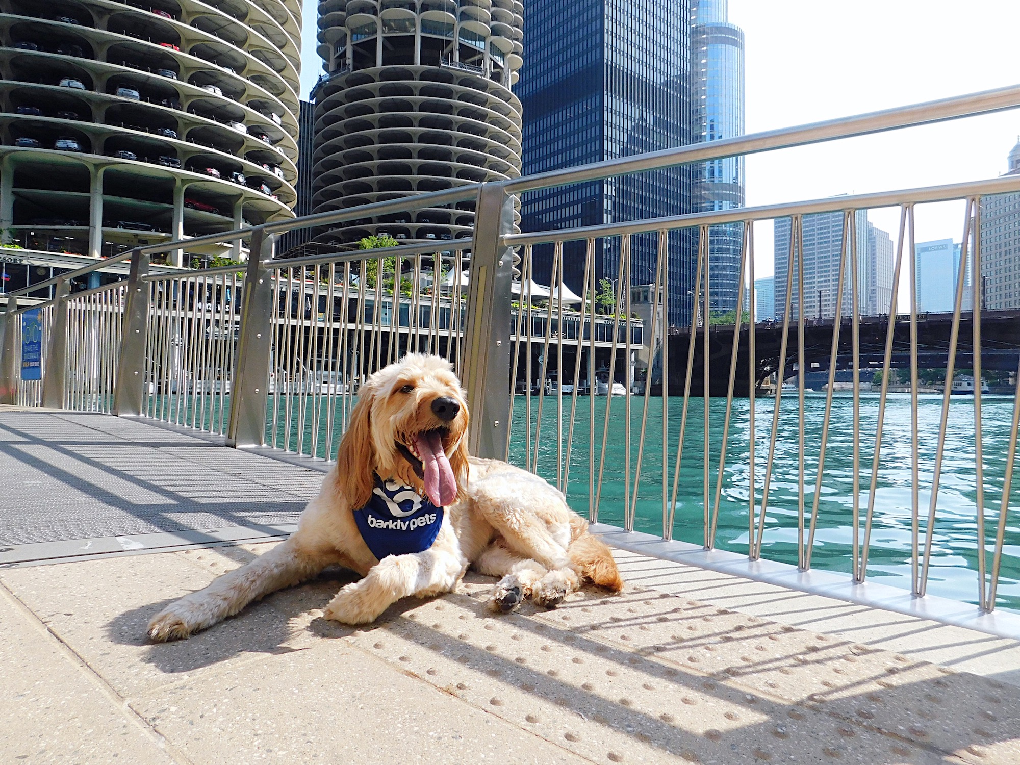 A golden doodle wearing a Barkly bandana in Chicago.