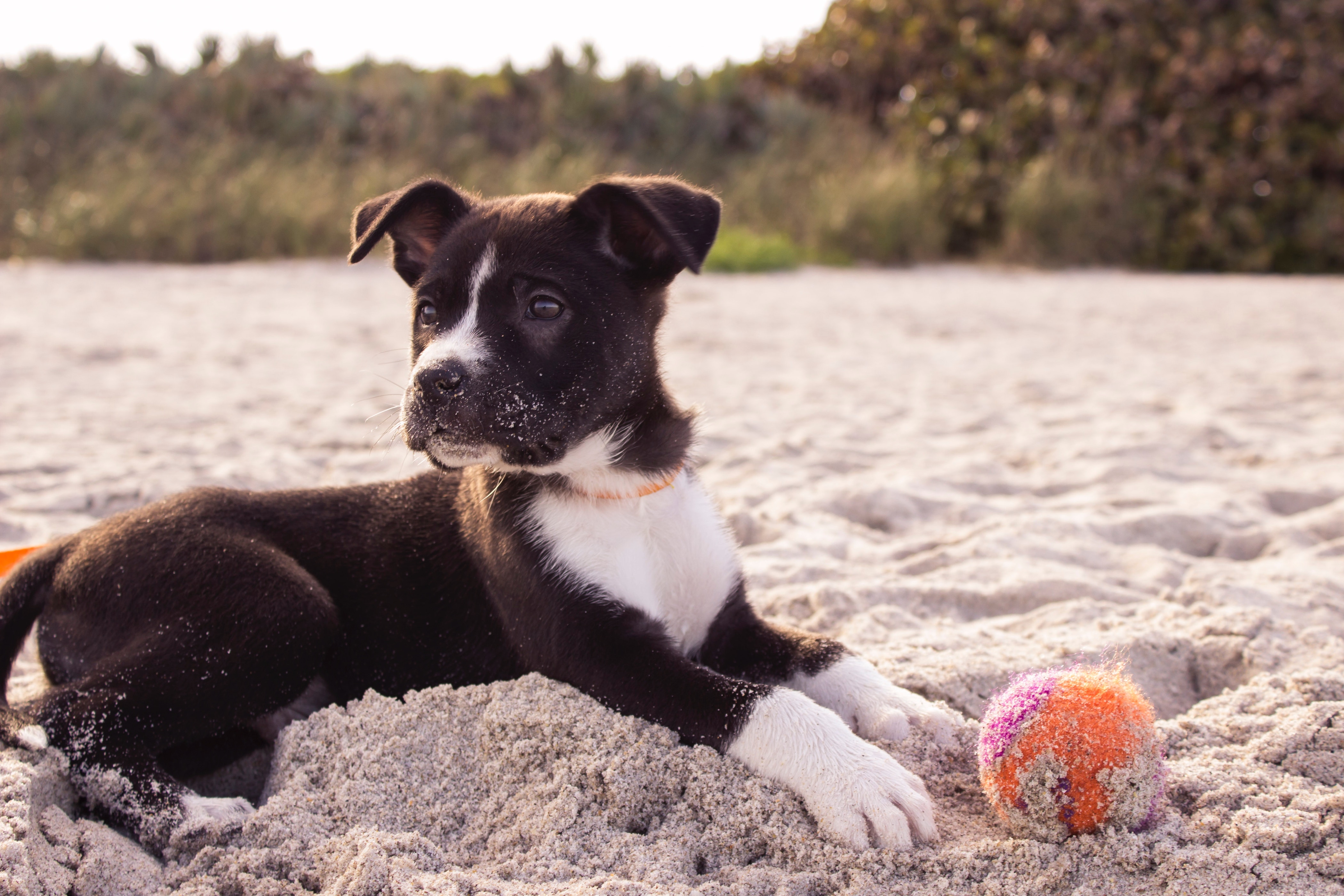 Puppy playing with a tennis ball on a dog friendly beach.