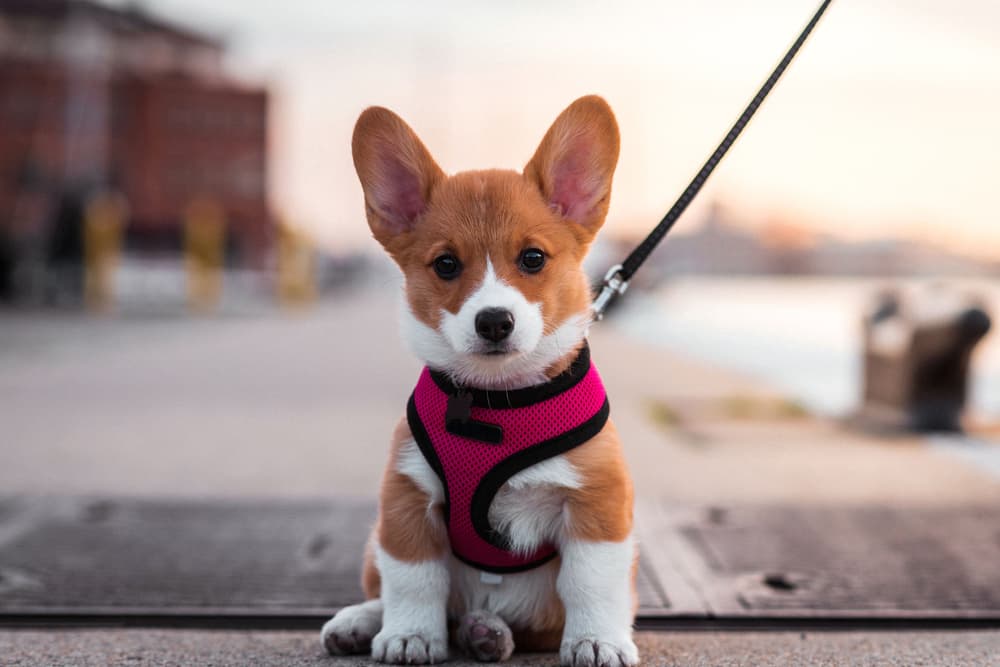 6 Baltimore Dog Parks You and Your Dog Will Love 6 Baltimore Dog Parks You and Your Dog Will Love