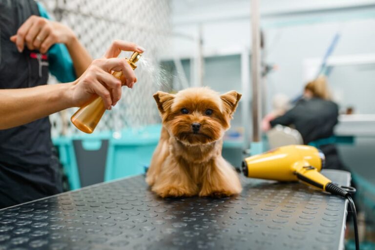Dog getting sprayed with dry shampoo