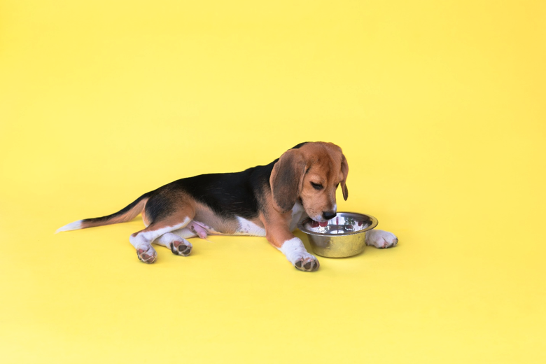 A beagle puppy lays down in front of food dish with a yellow backdrop.