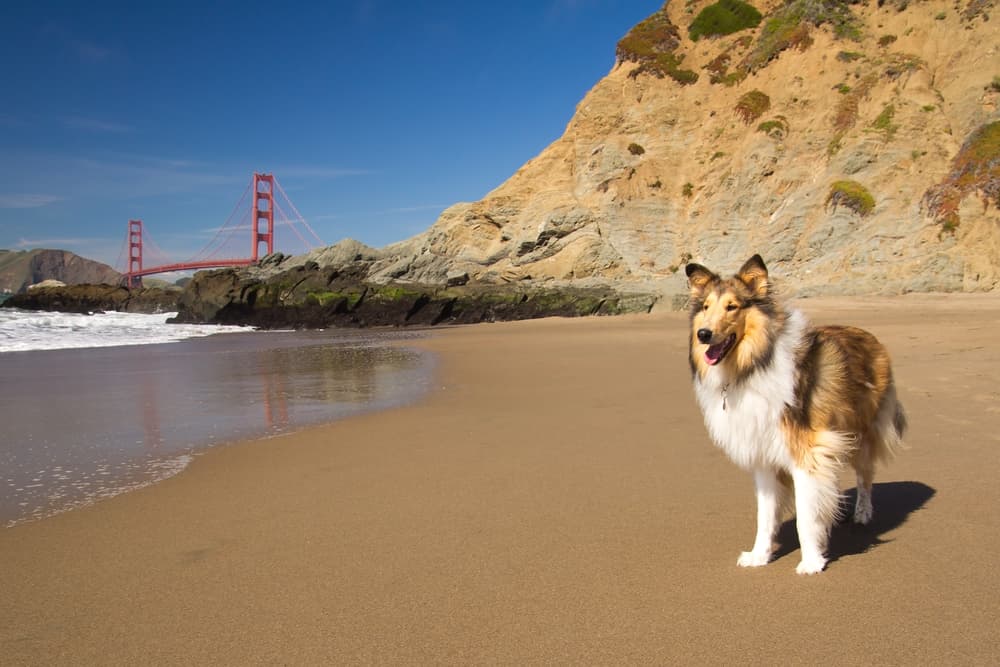 The 6 Coolest Dog Parks in San Francisco The 6 Coolest Dog Parks in San Francisco