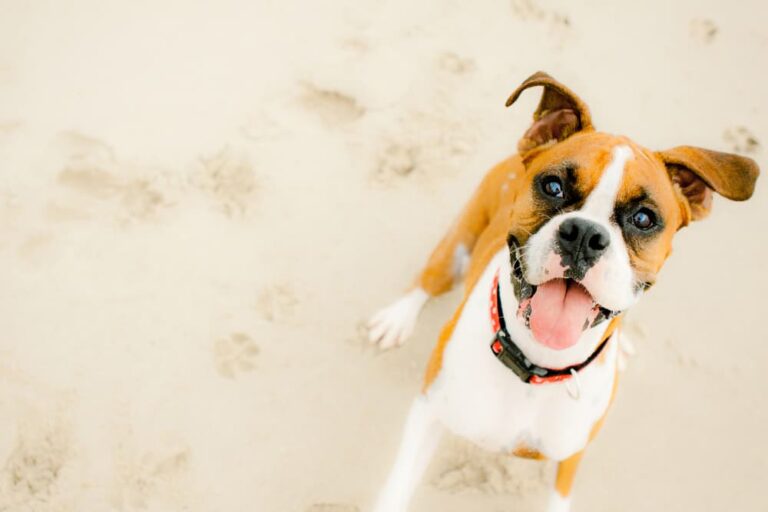 Dog smiling in the sand at beach