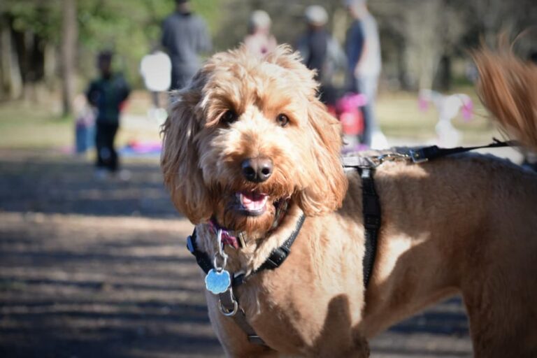Dog in Piedmont Park Atlanta