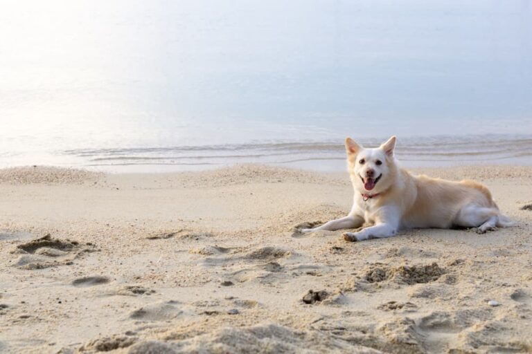 Dog lying in sand on beach