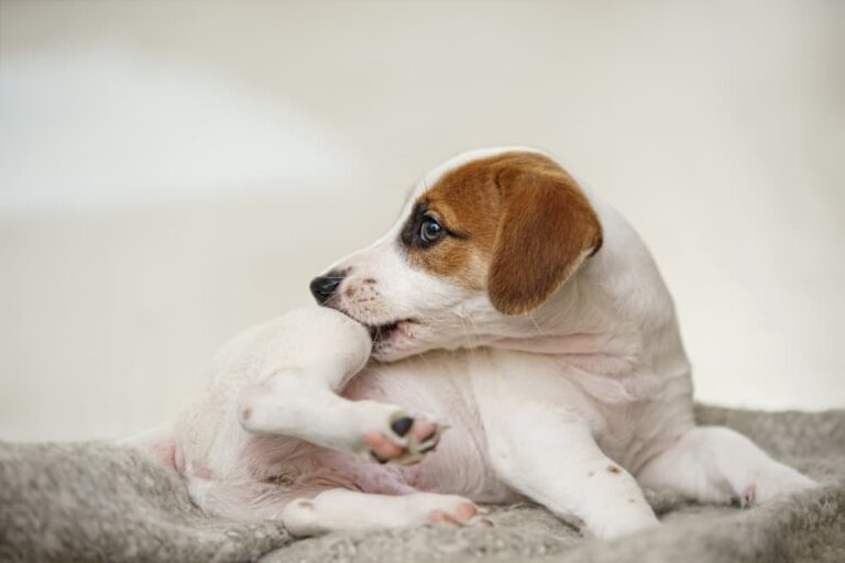 Dog biting leg
