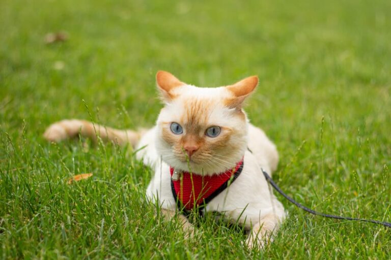 Cat in harness in grass