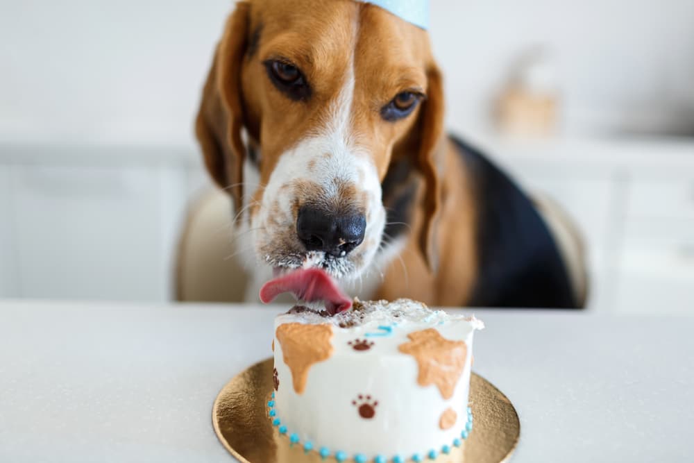 The Best Dog Bakery DC Has to Offer The Best Dog Bakery DC Has to Offer