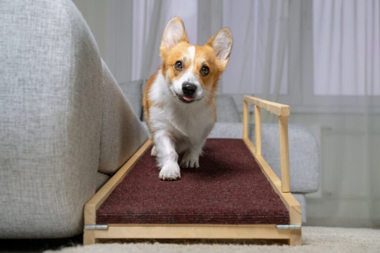 Corgi going down dog ramp