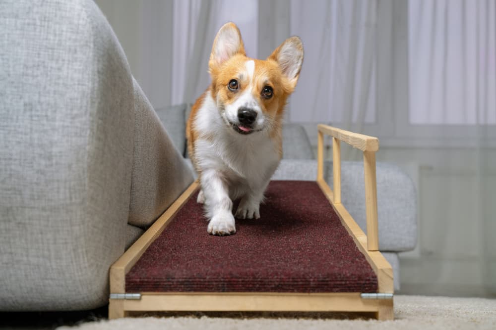 6 Best Dog Ramps for Safety and Ease 6 Best Dog Ramps for Safety and Ease