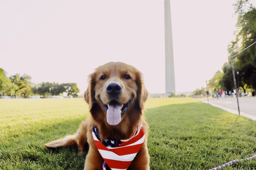 10 Dog Friendly Restaurants Where DC Dogs Hang Out 10 Dog Friendly Restaurants Where DC Dogs Hang Out