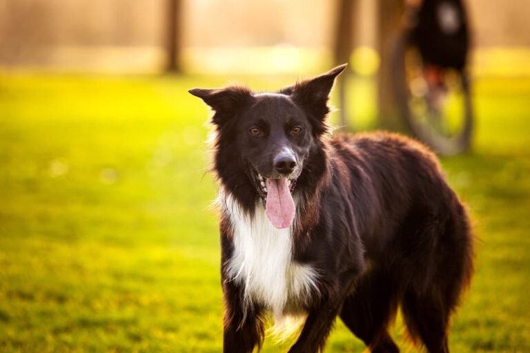 Border Collie in park