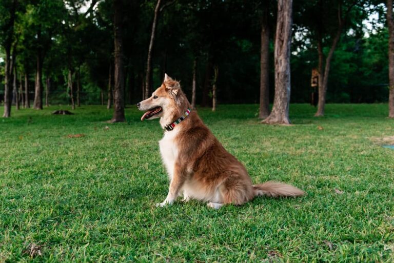 Dog in dallas dog park