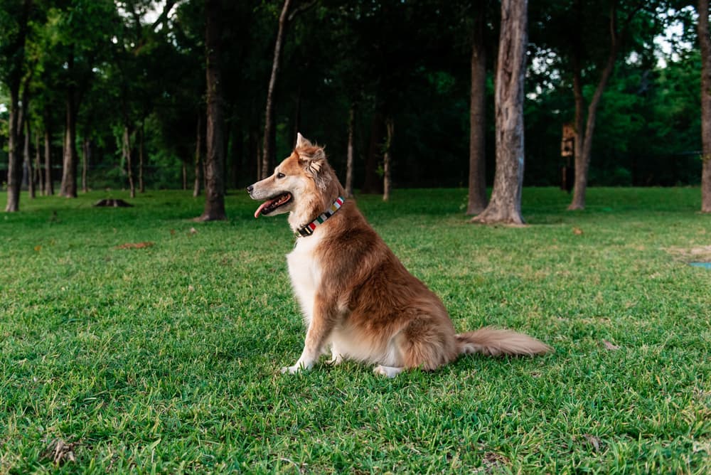 What is the Best Dog Park in Dallas? What is the Best Dog Park in Dallas?