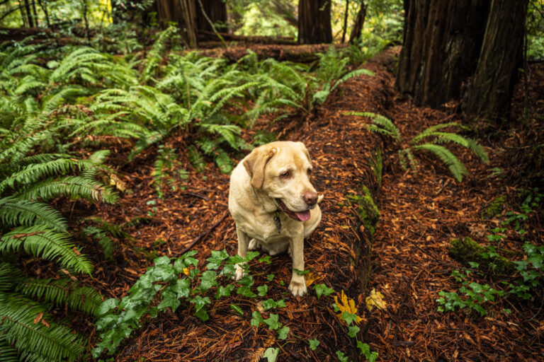 Labrador retriever in hiking in Redwoods
