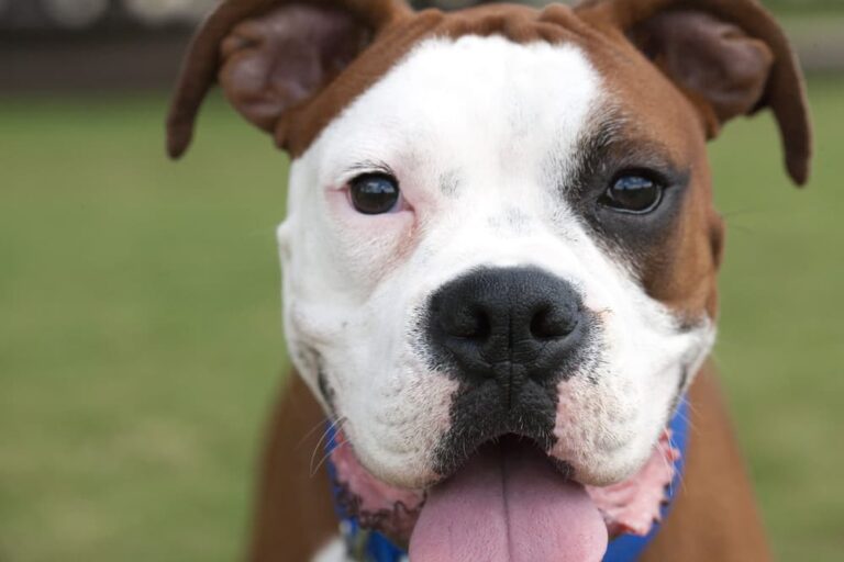 Boxer dog in Austin dog park