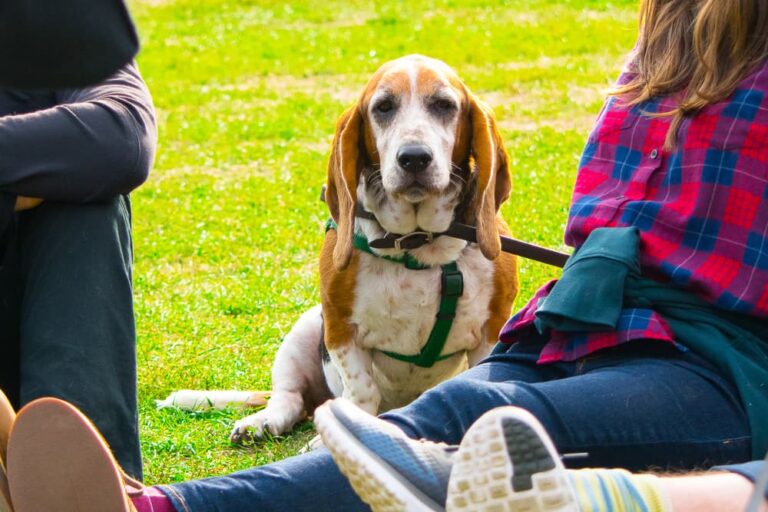 Dog in Prospect Park